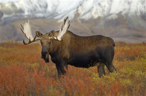 Bull Moose Fall Color Alaska Expeditions Alaska