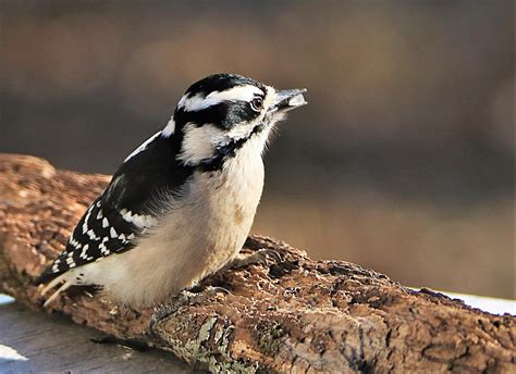 Female Downy Woodpecker Close Up Free Stock Photo Public Domain Pictures
