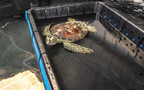 Around 100 Endangered Sea Turtles Stranded On The Coast Of