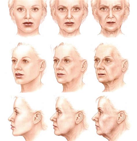 The Anatomy Of The Ageing Face 111 Harley St