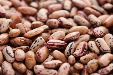 15 Different Types Of Beans With Pictures
