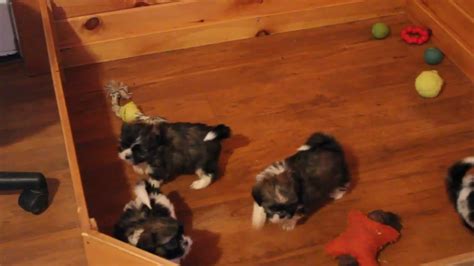 Find shih tzus for sale in kansas city on oodle classifieds. Shih Tzu Puppies For Sale - YouTube