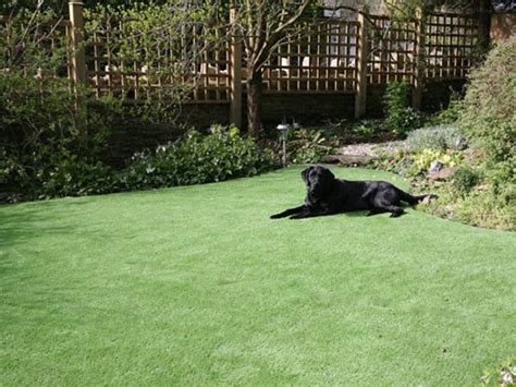 Artificial Grass For Dogs Artificial Grass For Dogs Dog Friendly