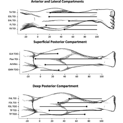 The flexor hallucis longus muscle tendon unit starts from the back of your leg. Common flexor tendon repair techniques. | Download ...