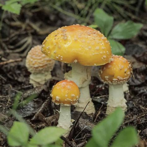 Amanita Muscaria A Poisonous Hallucinogenic Edible Mushroom