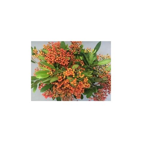 Photinia berry 50cm pk Floratrade lillede hulgimüük Flower Wholesale
