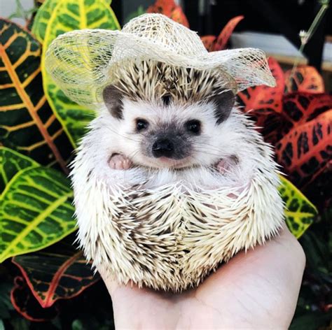 Lionel And Lilo Are Two Instagram Hedgehogs Who Love Travel And Tiny