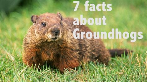 7 Facts About Groundhogs Youtube