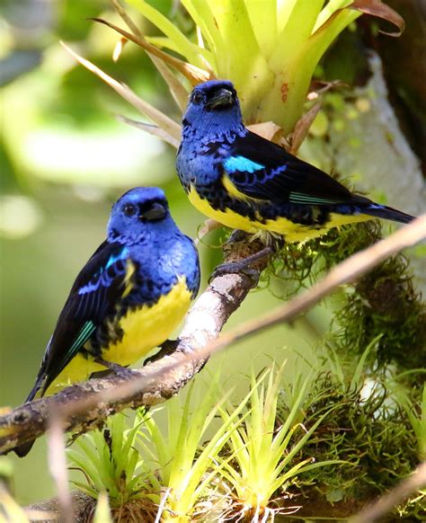 Turquoise Tanager - AZ Birds