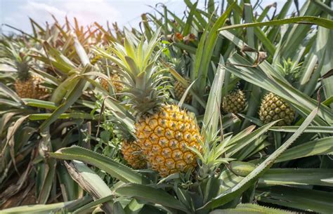 How Do Pineapples Grow Exactly Tips To Germinate The Tropical Fruit Arden
