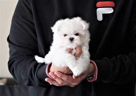 As many as will kill her. Mochi the Teacup Maltese ($3,450) - Top Dog Puppies