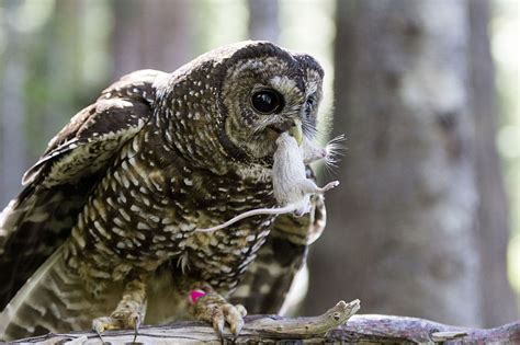 Spotted Owl Facts Distribution Habitat Call Diet Pictures
