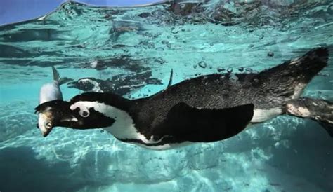 Reprodução De Pinguins Filhotes E Período De Gestação Mundo Ecologia
