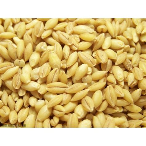 Barley Grain 500 Gmsbarley Grain 500 Gms