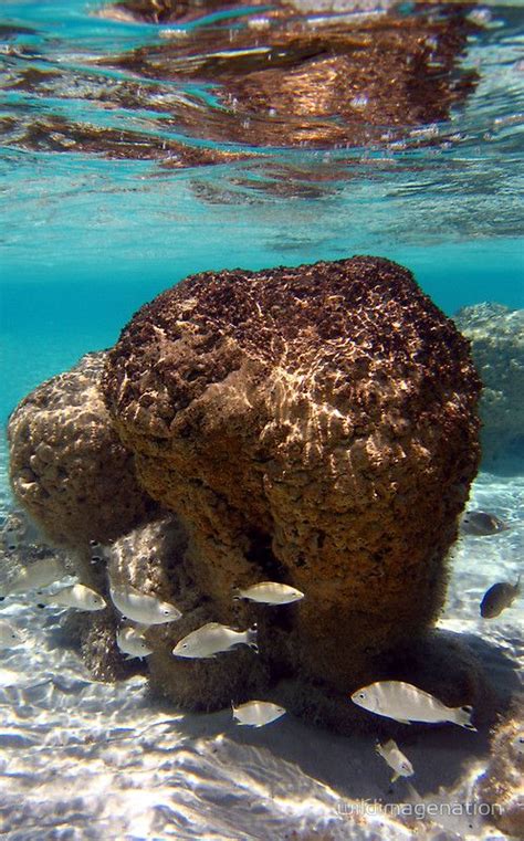 Stromatolites In Hamelin Pool Shark Bay Western Australia Amazing