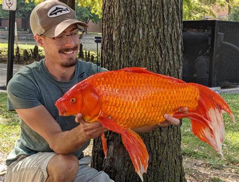 Record Goldfish Angler Lands Giant At College Pond Texas Hunting