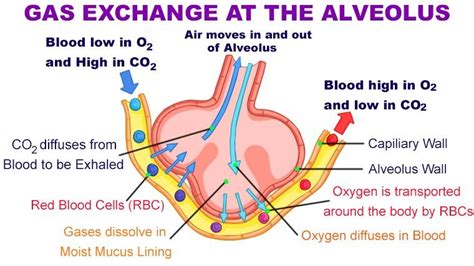 Exchange Of Gases Between Alveoli And Blood In Pulmonary Capillaries Is