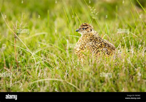 Scottish Grouse Moor Hi Res Stock Photography And Images Alamy