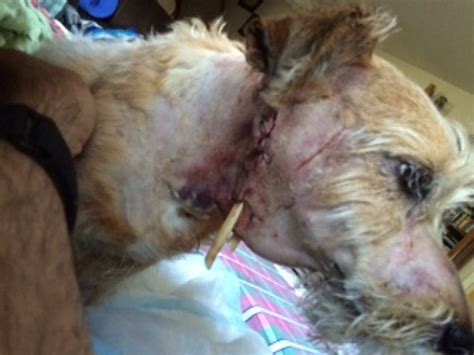 Dog Owner Speaks Out After Fisher Cat Attack Ledyard Ct