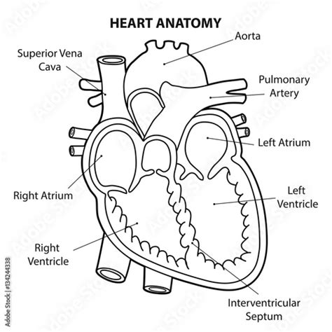 Heart Anatomy Outline