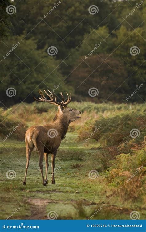 Red Stag During Rut Season Stock Photo Image Of Cervus 18393746