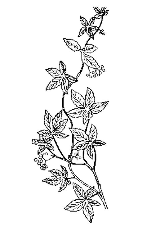 Vine Line Drawing At Explore Collection Of Vine