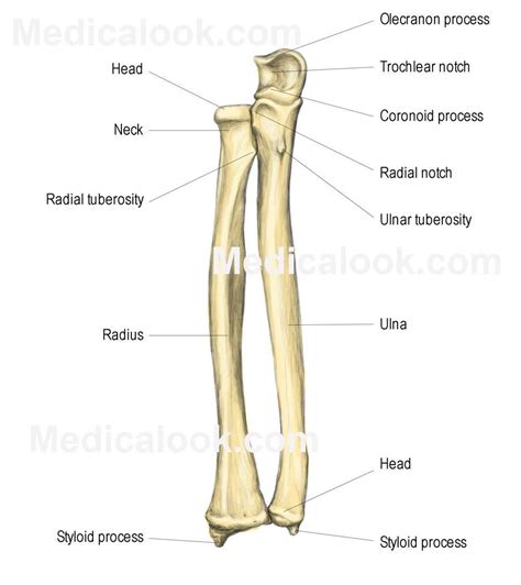 Styloid Process Of Radius Laurelminhoffman