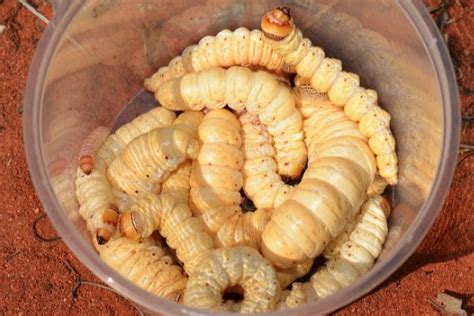 Witchetty Grub Dna Sheds Light On Indigenous Bush Food Eaten For