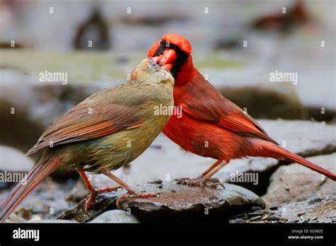Pair Of Cardinals Feeding Stock Photo Alamy
