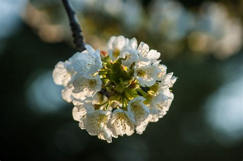 Free Images Nature Branch Fruit Berry Leaf Flower Petal Bloom