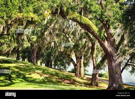 live oak trees covered with spanish moss middleton place garden charleston south carolina