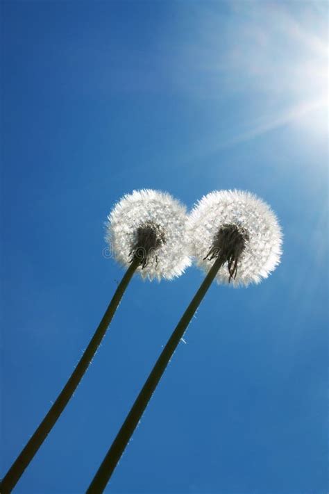 Two Dandelions Stock Image Image Of Flora Light Beautiful 14668579