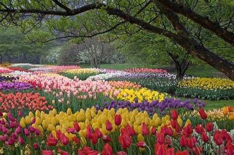 Department of agriculture plant hardiness zones 3 through 8. Longwood Gardens' Spring Blooms Recognized as Tulip Display of the Year | Longwood Gardens