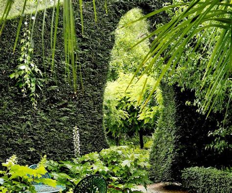 Best Plants For Privacy Screen Green Screens Fast Growing Privacy