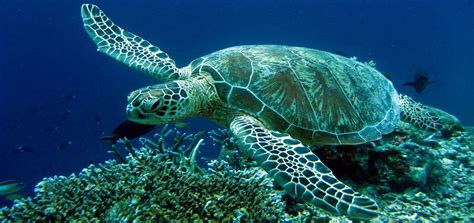 Meet Caretta Caretta Sea Turtle In Crete Crete Blog Cretico