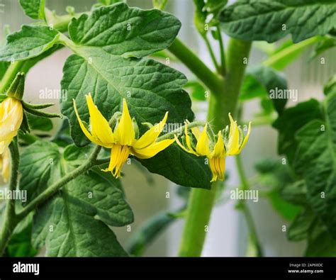 Tomato Plant Flower Growing Tomatoes In The Greenhouse Tomatoes Twig