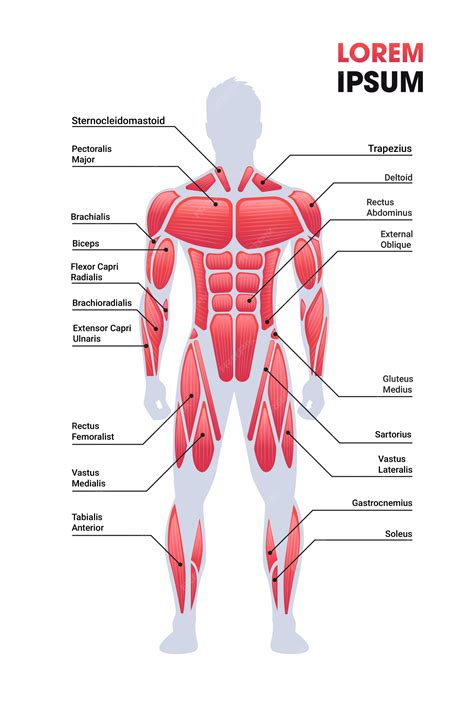 Premium Vector Male Muscular System Board Human Body Structure Muscle