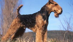 Da yorkshire terrier trotz ihres langen fells keine unterwolle haben, frieren sie leicht im winter. Yorkshire Terrier Rasseportrait im Hunde Magazin ...