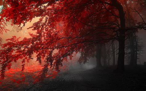 Dark Autumn Wallpapers Top Free Dark Autumn Backgrounds Wallpaperaccess