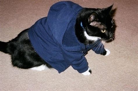 This hoodie has everything — it even has a really soft, fuzzy insert in size the pouch that can be removed and replaced for easy washing. Cool Cats Wearing Hoodies - 20 Pictures