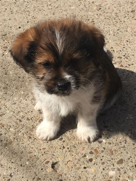 Shihtzu X Corgi Pups In Chesterfield Derbyshire Gumtree