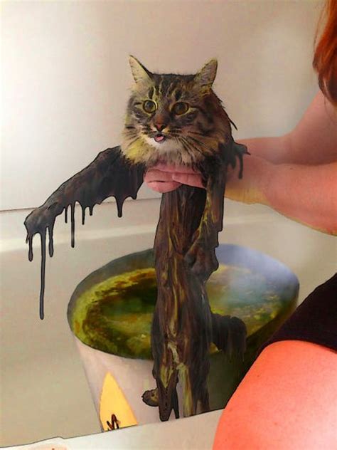 This New Wet Cat Meme Is Dominating The Internet Fun