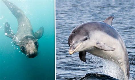 Animals With Cameras Moment Tv Seal Enjoys Fish Supper With Dolphins