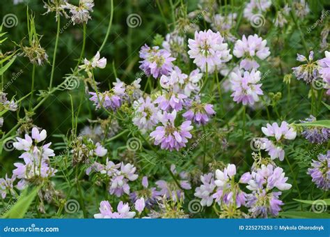 Pink Clover Flowers Or Crown Vetch Coronilla Stock Image Image Of