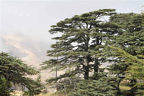 Cedars Of Lebanon Tree