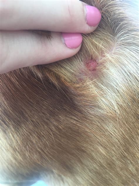 My Dog Developed Two Open Sores 3 Days Ago No Hair Loss Just Open