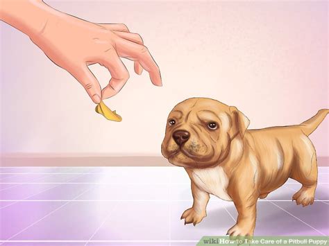 If you are by yourself when a fight occurs, don't panic! 3 Ways to Take Care of a Pitbull Puppy - wikiHow