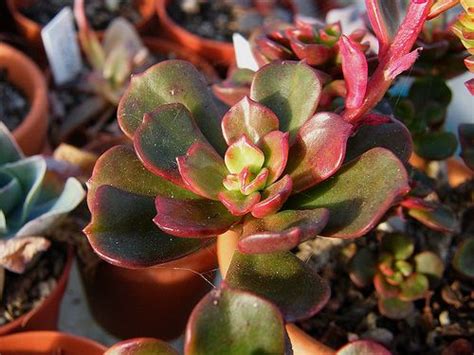 Echeveria Multicaulis Echeveria Plants Succulents