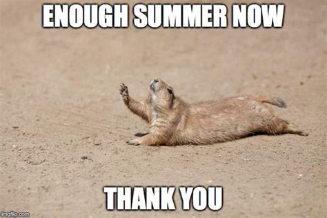 16 Animals Who Are Having Trouble Dealing With The Heat Wave Memes