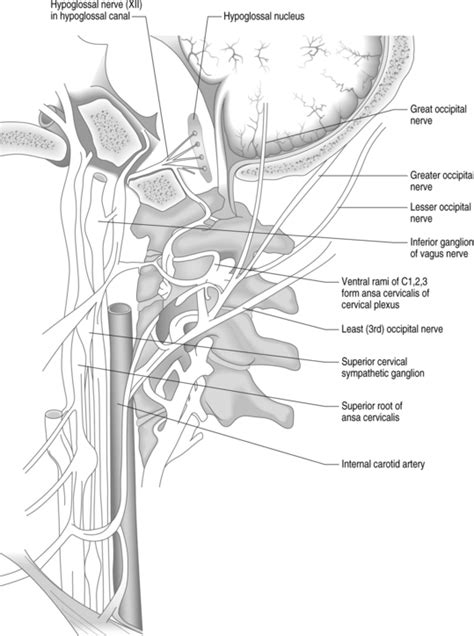Cervical Occipital Nerve